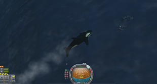 WILLZYX, the space Orca